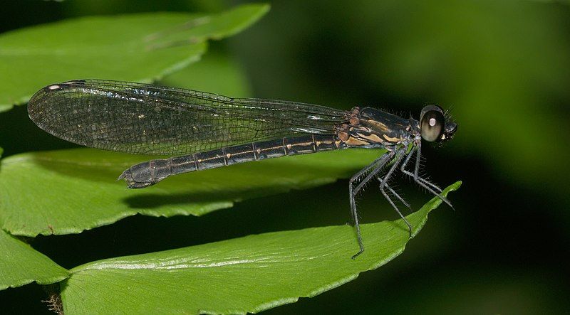 File:Rhinocypha bisignata-Kadavoor-2016-06-15-001.jpg