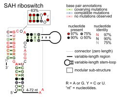 File:SAH-riboswitch.svg