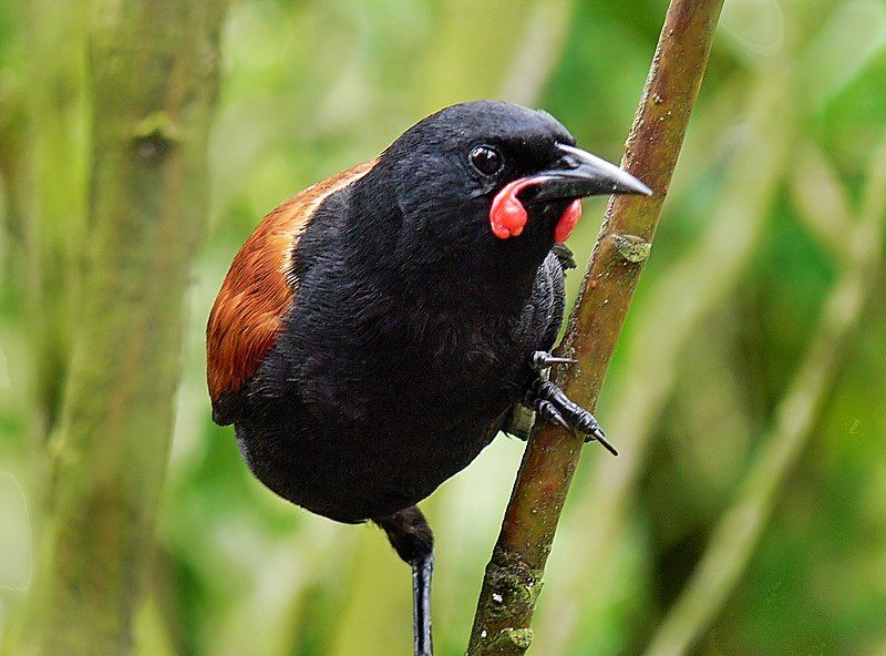 File:Saddleback.(Philesturnus carunculatus) (9074225530).jpg