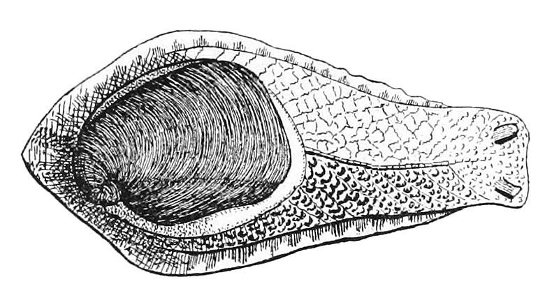 File:Schizoglossa novoseelandica.jpg