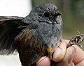 Perijá tapaculo