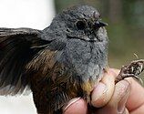 Perijá tapaculo