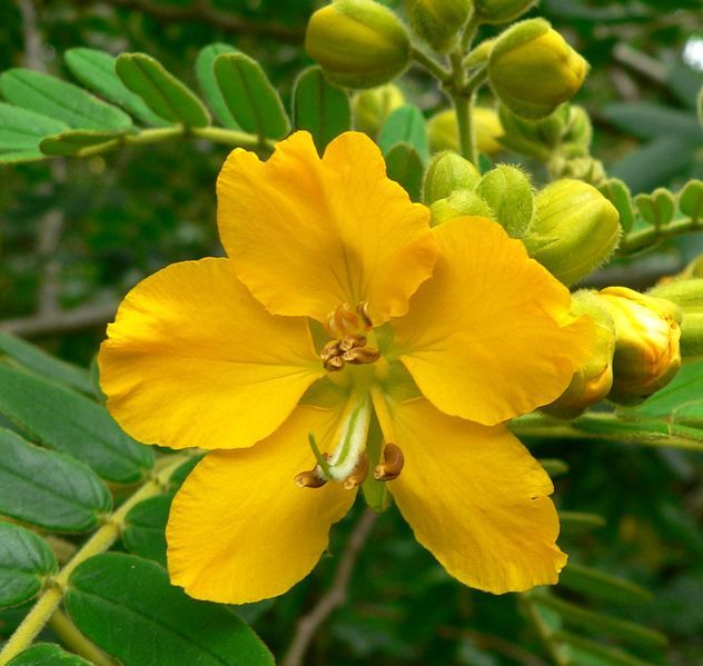 File:Senna multiglandulosa 5.jpg