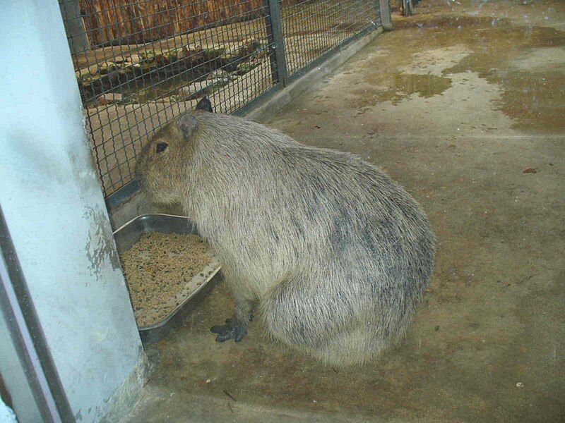 File:SeoulGrandParkZooCapybara.jpg