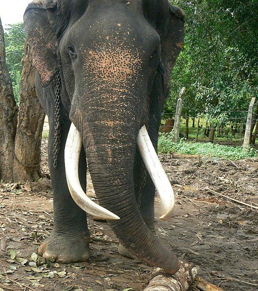 File:Srilankan tuskelephant.jpg