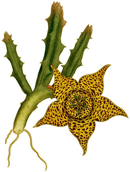 File:Stapelia variegata 1787.jpg