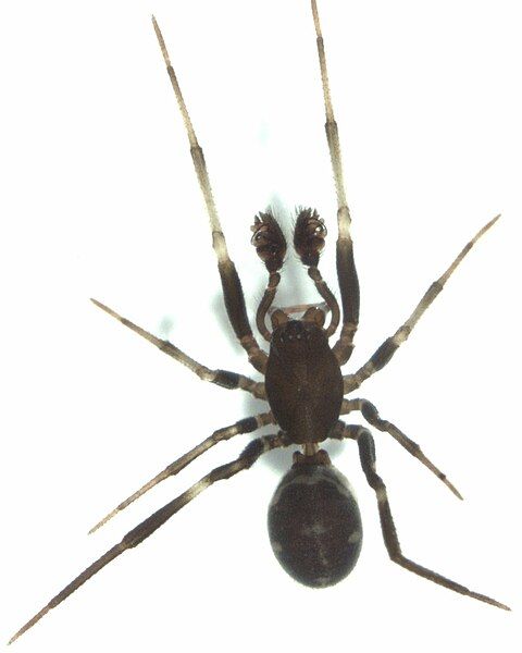 File:Steatoda lepida.jpg