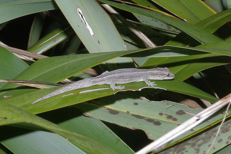 File:Stephensislandgecko.jpg