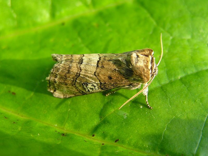 File:Tethea ocularis FvL.jpg