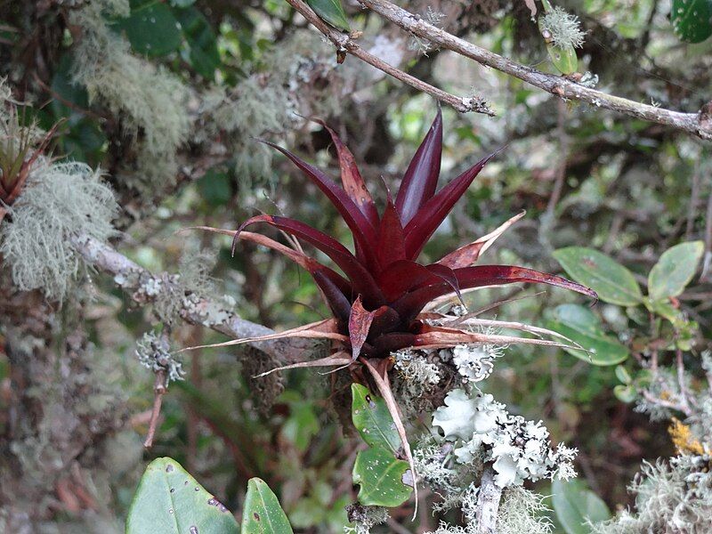 File:Tillandsia tovarensis.JPG