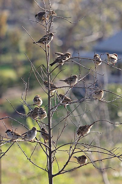 File:Tree of sparrows.jpg