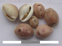 Seven Trivia nonacha shells, shown in close-up. A range of sizes is visible: the largest is about a centimeter across, the smallest about half a centimeter across. Five of the shells are face down, showing the ridged back of the shell, which is a pink-brown colour; the characteristic dark spots are visible. One shell is on its side, and one is upside-down, showing the white underside and the slit where the animal sticks its tentacles out. On the upside-down shell, four or five sand grains, about a millimeter across, are stuck on the aperture.