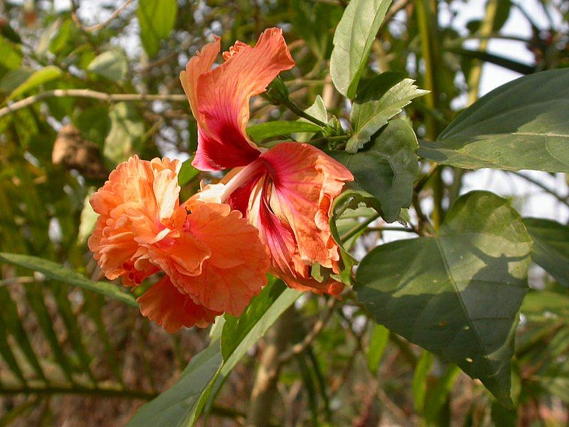 File:Undermined Hibiscus (20060325T0357).jpg