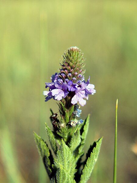 File:Verbena stricta NPS-001.jpg