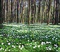 Anemone nemorosa