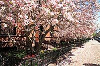 Magnolias, Commonwealth Avenue, 2013