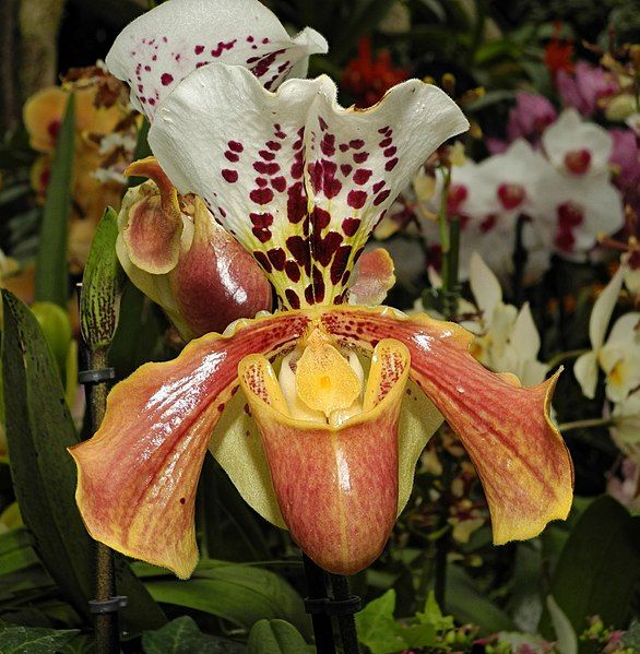 File:2013-04-30 15-06-57-Orchidaceae-7f.jpg