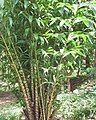 Spiny Palm, kind of Acrocomia (Costa Rica, Pacific, National Parc Manuel Antonio)