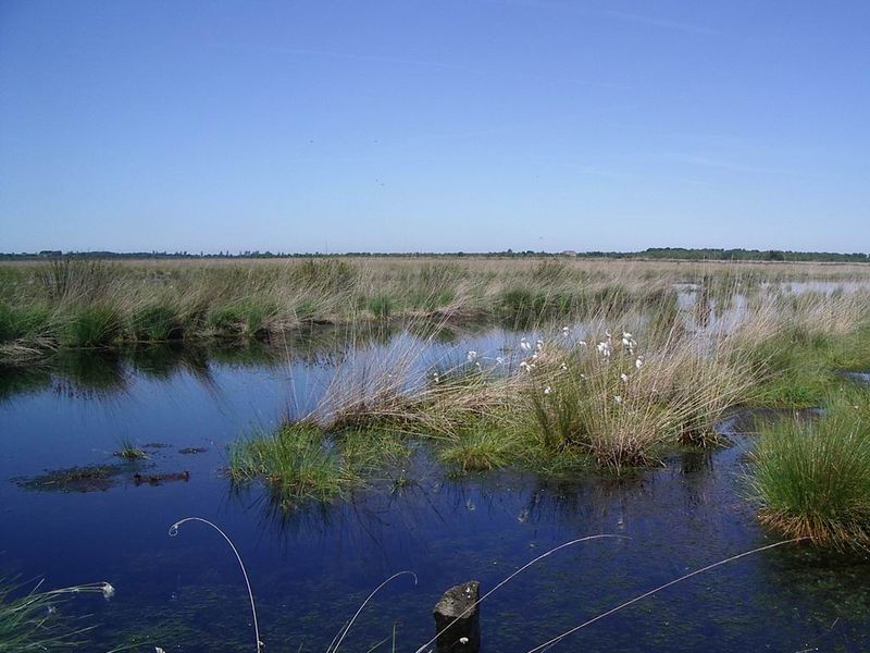 File:Ahlenmoor (renaturiert).JPG