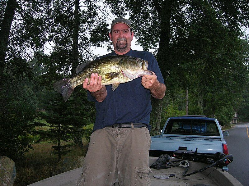 File:Angler largemouth.jpg