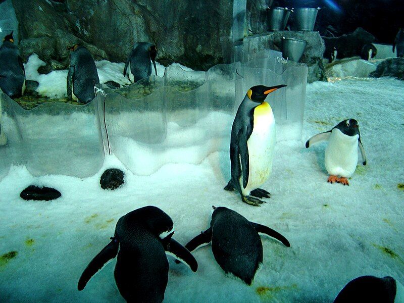 File:Antarctic Encounter.JPG