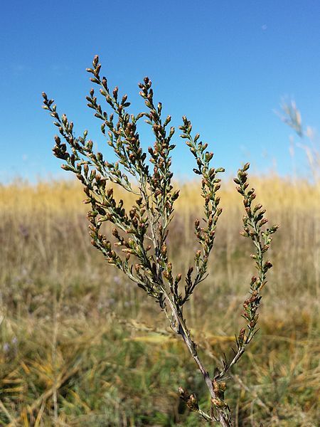 File:Artemisia santonicum sl7.jpg