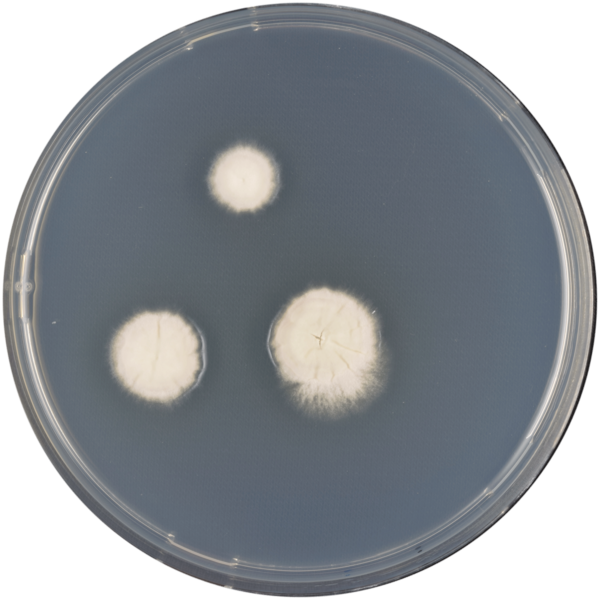 File:Aspergillus papuensis cya.png