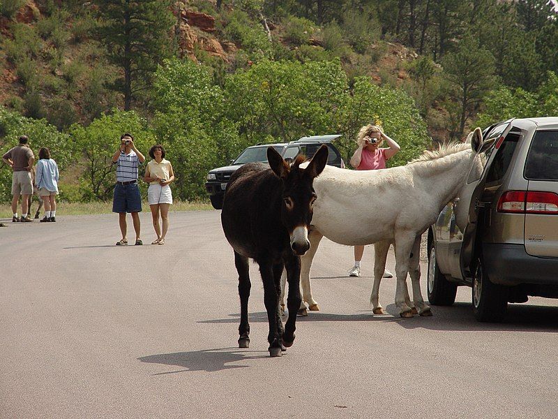 File:BlackhillsCusterStateParkBurros.jpg