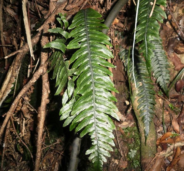 File:Blechnum chambersii 11.JPG