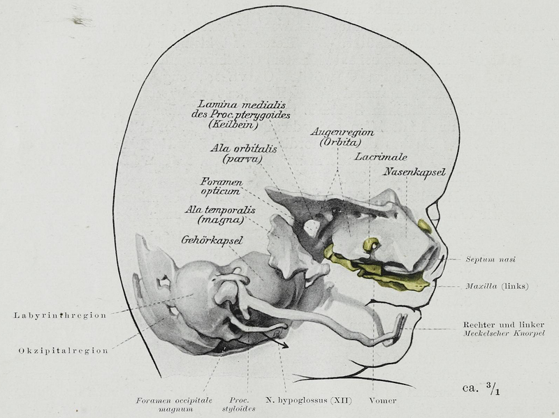 File:Braus 1921 325.png