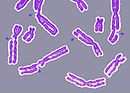 DNA damage resulting in multiple broken chromosomes