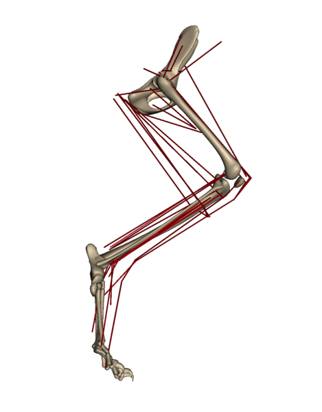 File:CatHindlinbModel.tif