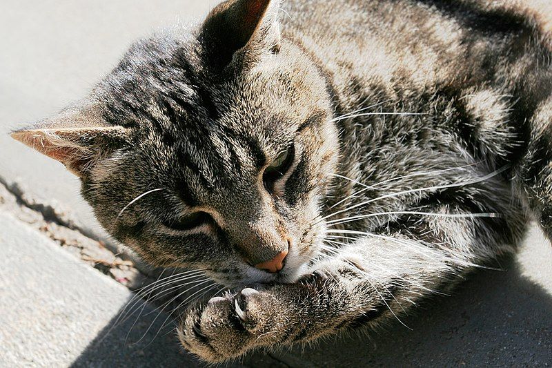 File:Cat cleaning itself.jpg