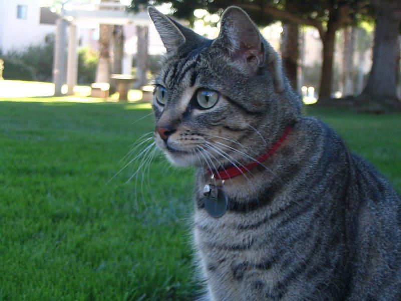 File:Cat in Grass.jpg