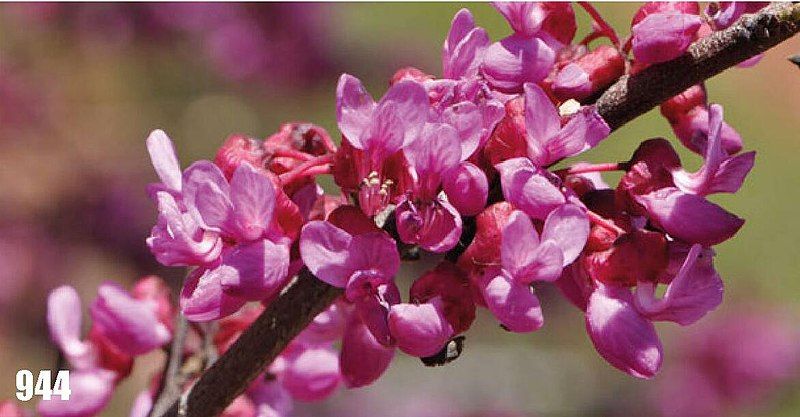 File:Cercis griffithii.jpg