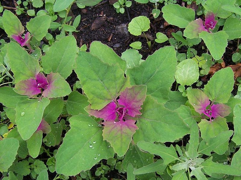 File:Chenopodium album a1.jpg