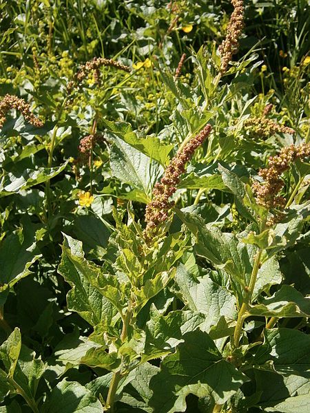 File:Chenopodium bonus-henricus02.jpg