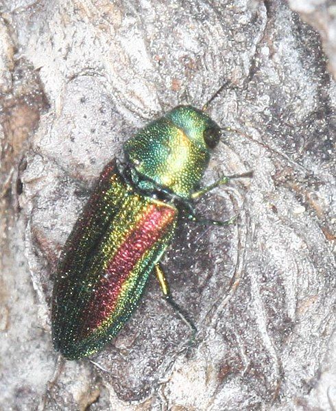 File:Chrysophana placida.jpg