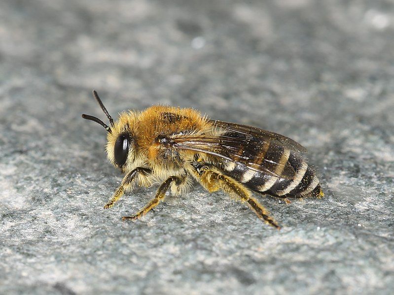 File:Colletes daviesanus (42188168475).jpg