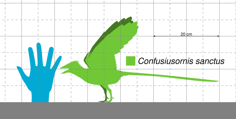 File:Confuciusornis Scale.svg