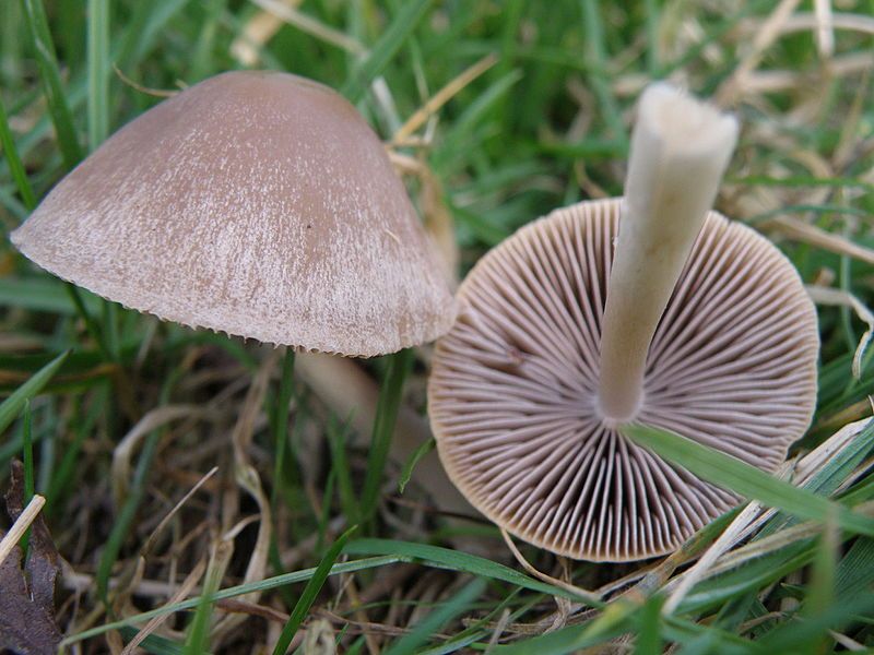 File:Conocybe rickenii, Cumbria.JPG