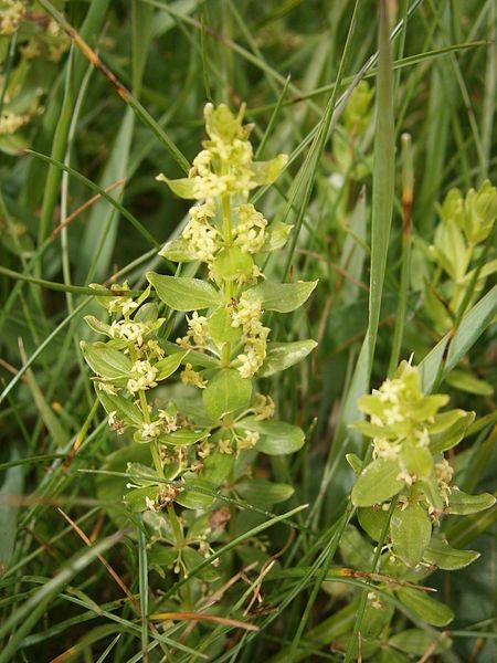 File:Cruciata glabra 002.JPG