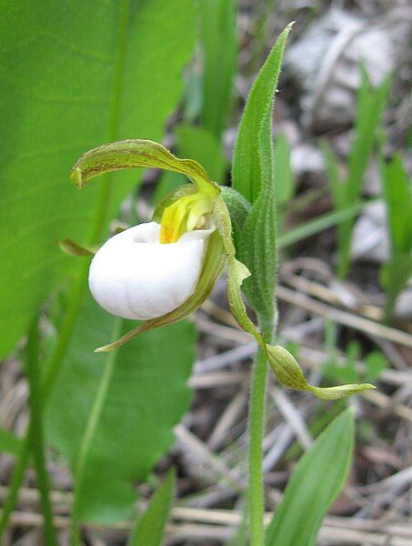 File:Cypripedium candidum flower.jpg