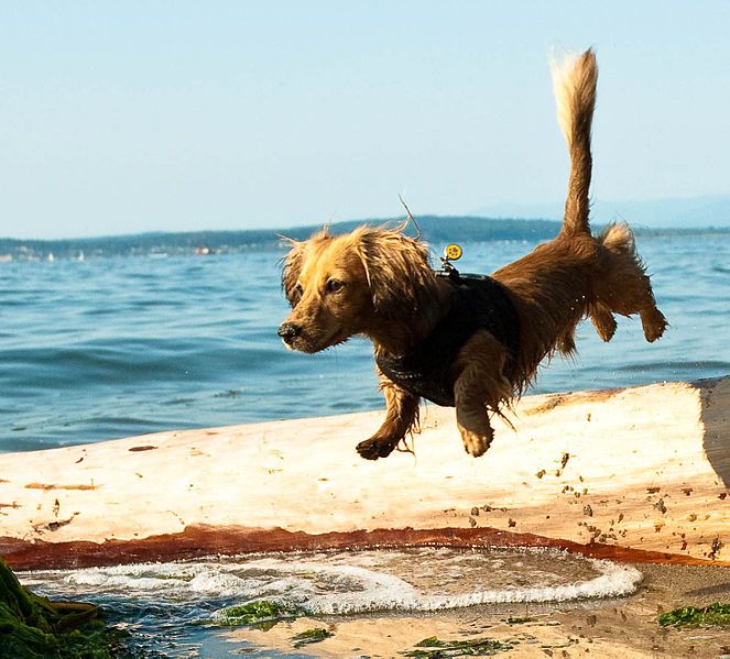 File:Dachshund crossing log.jpg