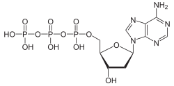 Skeletal formula of deoxyadenosine triphosphate