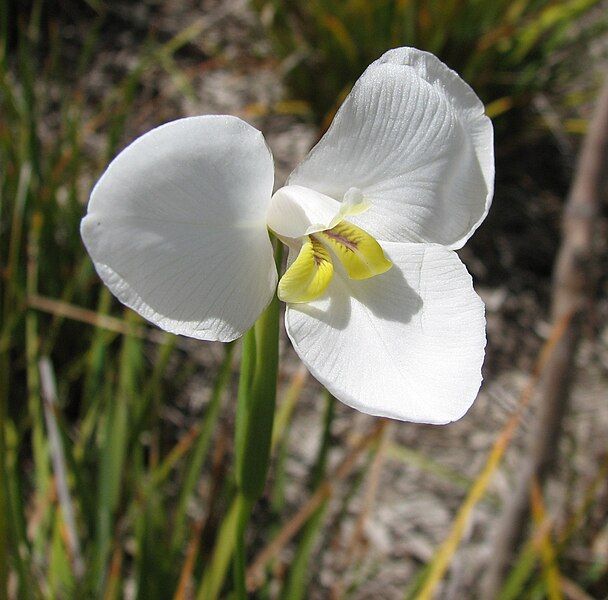 File:Diplarrena moraea.jpg