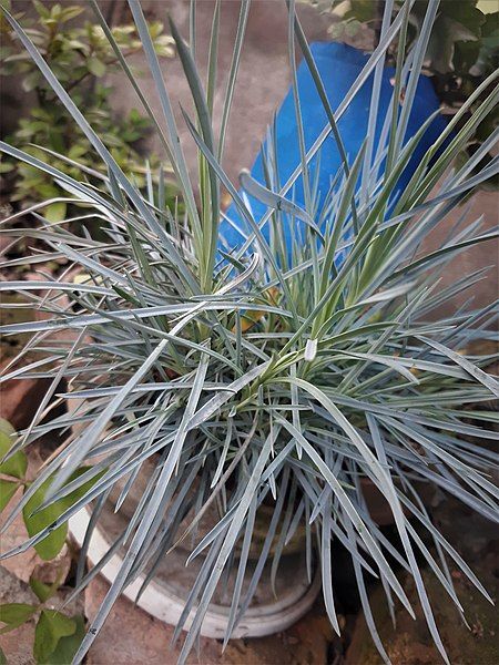 File:Elymus magellanicus.jpg