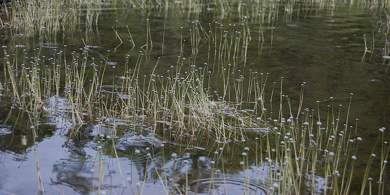 File:Eriocaulon aquaticum (cropped).jpg