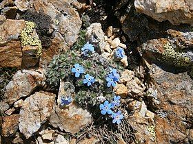 Arctic alpine forget-me-not, Eritrichium nanum, France