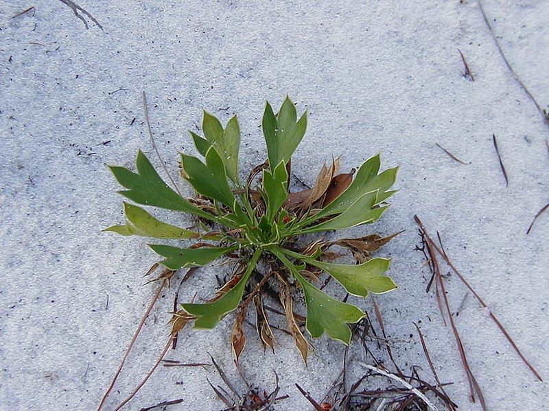 File:Eryngium cuneifolium.jpg